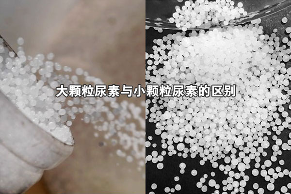 大顆粒尿素與小顆粒尿素的區(qū)別